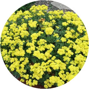 sulphurflower buckwheat