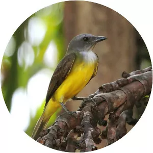 Sulphury flycatcher