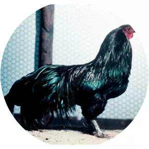 Sumatra chicken