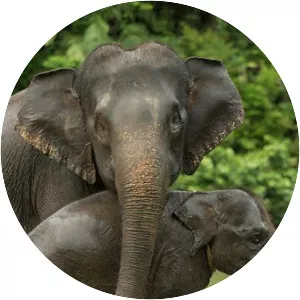 Sumatran elephant