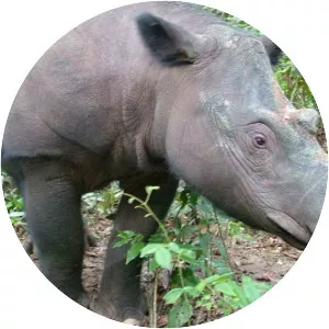 Sumatran rhinoceros