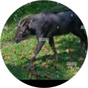 Sumatran serow - Animal