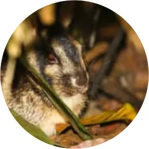 Sumatran striped rabbit