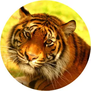 Sumatran tiger