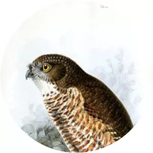 Sumba boobook - Bird