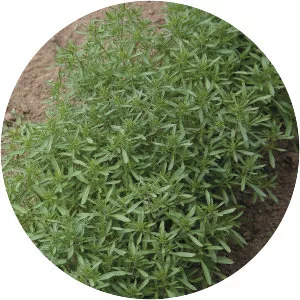 Summer savory