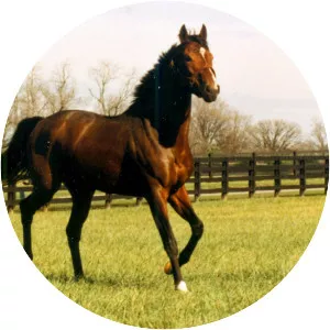 Summer Squall - Horse