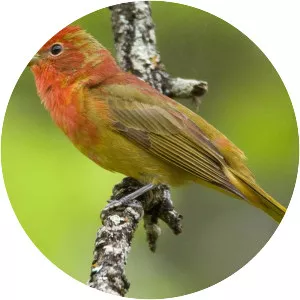 Summer tanager