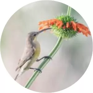 Sunbird