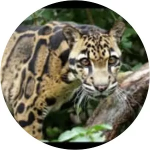 Sunda clouded leopard