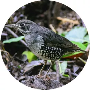 Sunda thrush