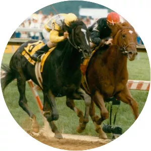 Sunday Silence - Horse