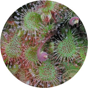 Sundews - Plants