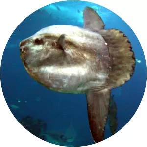 Sunfish - Fish