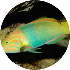 Sunset wrasse