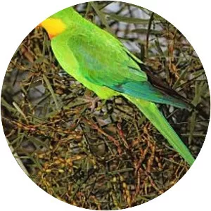 Superb parrot