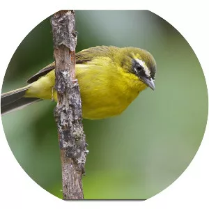 Superciliaried hemispingus