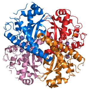 Superoxide dismutase - 