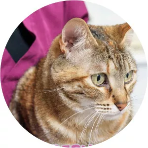 Supervets - TV program