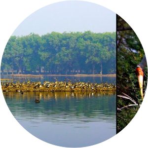 Surajpur Wetland