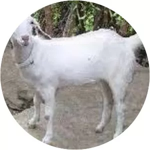 Surati goat