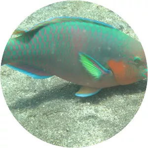 Surf Parrotfish