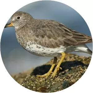 Surfbird - Bird