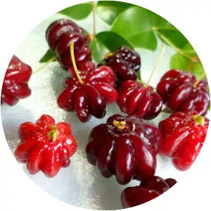 Surinam Cherry - Plants