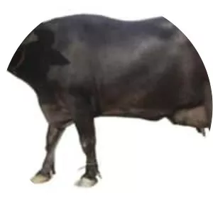 Surti buffalo - Water buffalo breed