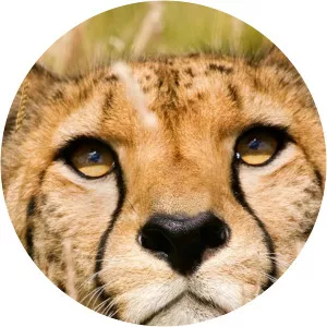 Survival: Tales From the Wild