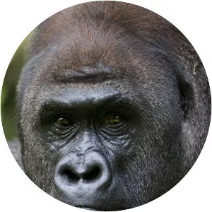 Survive The Wild - TV program