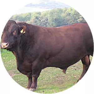 Sussex cattle