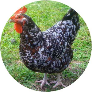 Sussex chicken - Chicken breed