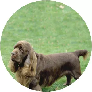 Sussex Spaniel