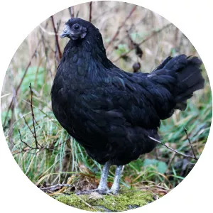 Svarthöna (Siyah İsveç Tavuğu)