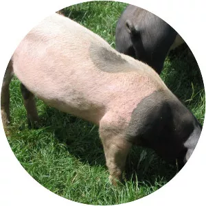Swabian-Hall swine