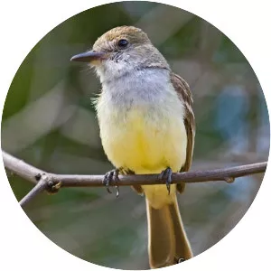 Swainson's flycatcher - Bird