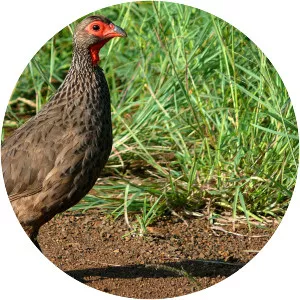 Swainson's spurfowl