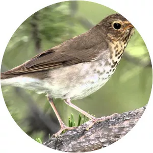 Swainson's thrush