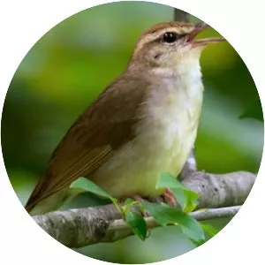 Swainson's warbler - Bird