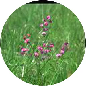 Swainsona recta