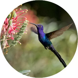 Swallow-tailed hummingbird
