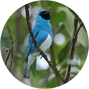 Swallow tanager