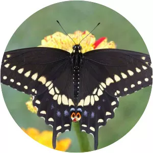 Swallowtail butterfly