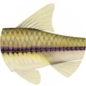 Swallowtail shiner