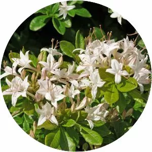 Swamp azalea