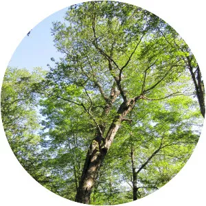 Swamp birch - Plants