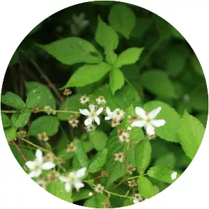 Swamp dewberry