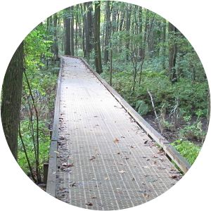 Swamp Forest Trail - 