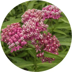 Swamp milkweed
